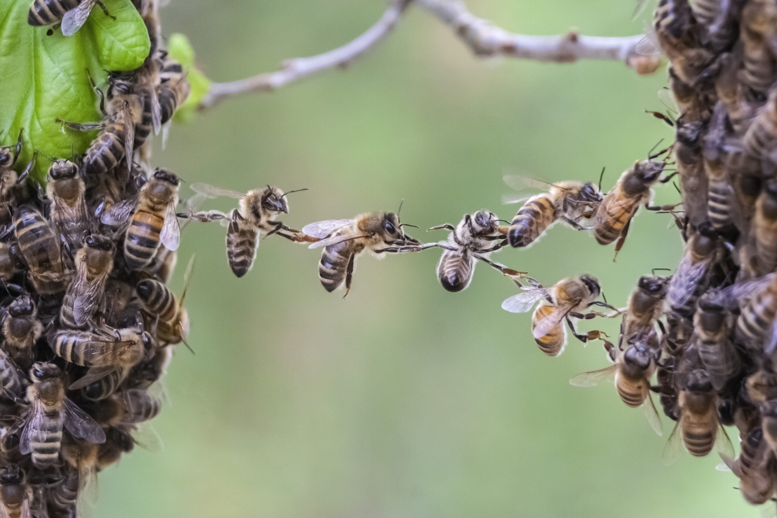 Trust in teamwork of bees linking two bee swarm parts. Bees make metaphor for business, concept of teamwork, partnership, cooperation, trust, community, bridging the gap, bridge, link, chain, nature.