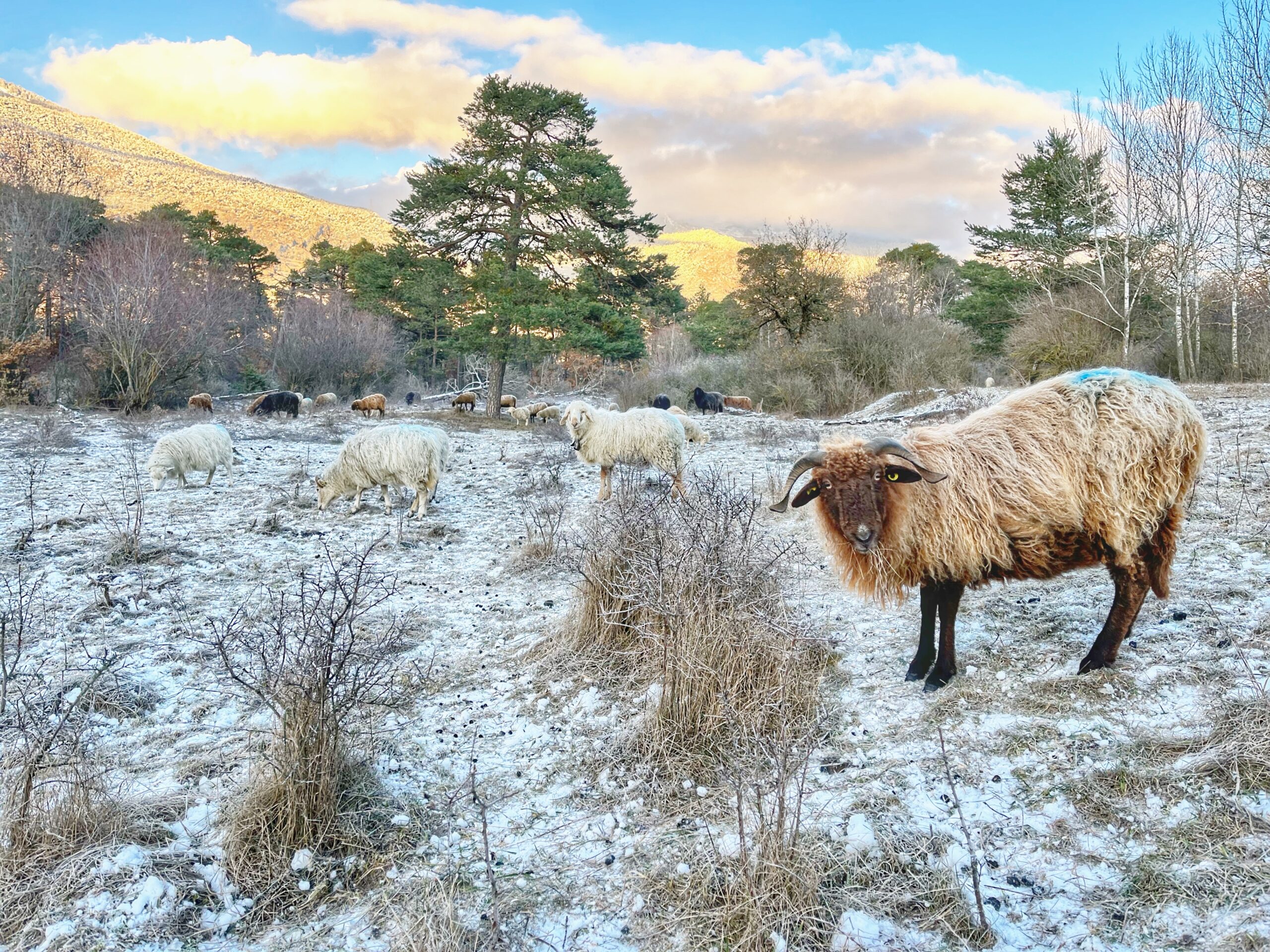 Faunus_Winterweide_Maya Brehm