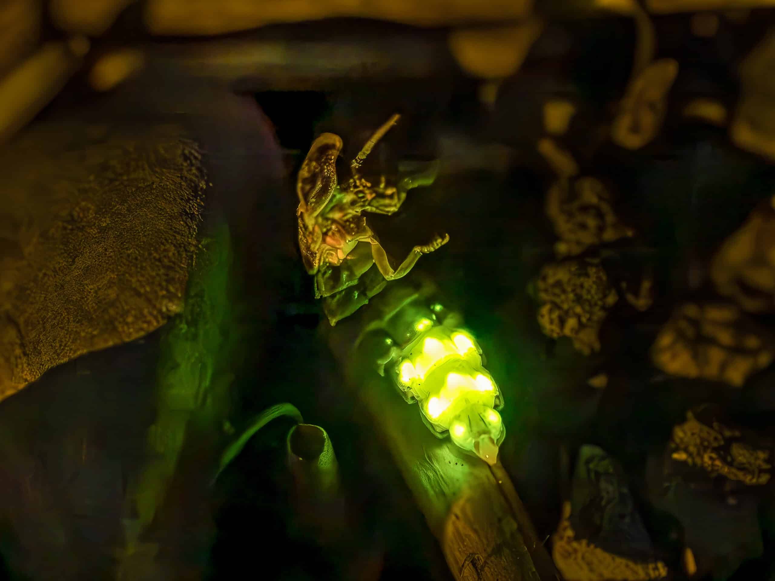 Jurapark_Toni_Limacher