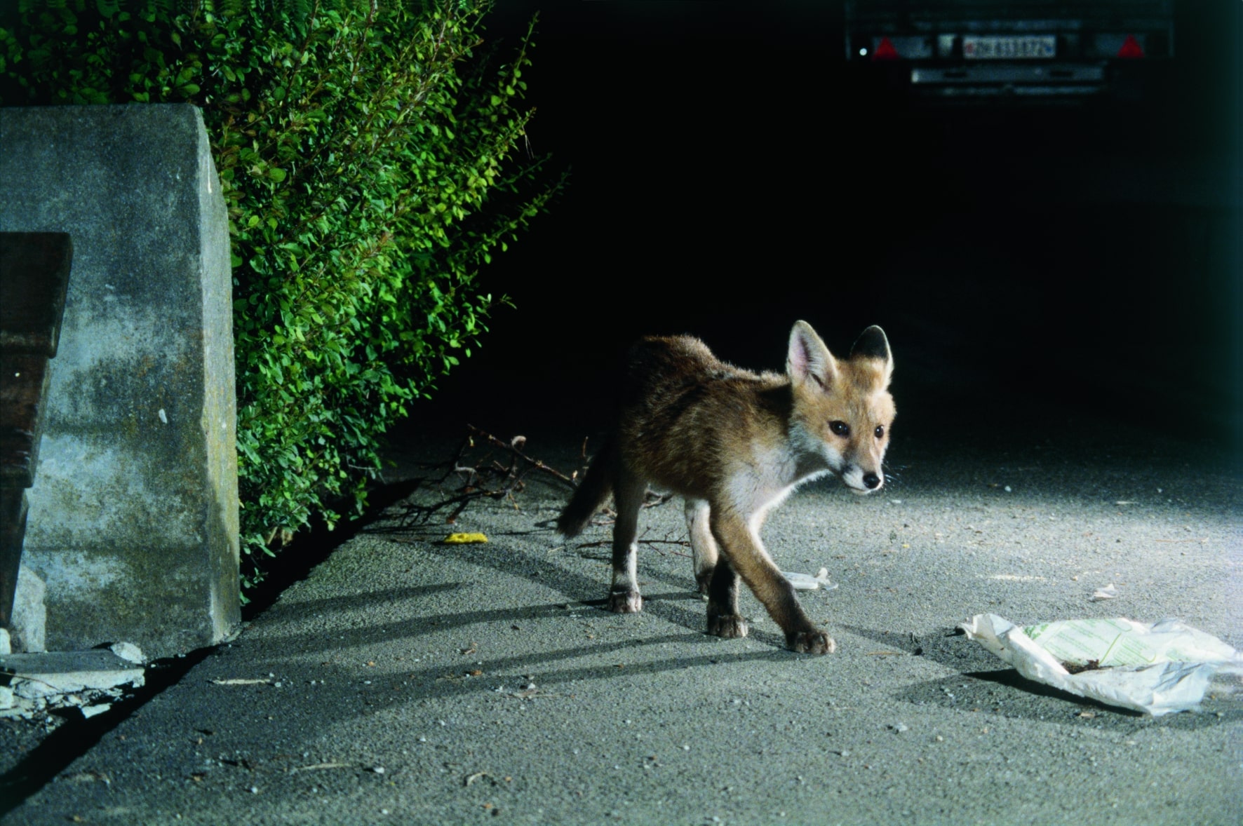 Fuchs_FabioBontadina_SWILD